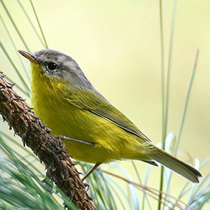 Grey-hooded Warbler